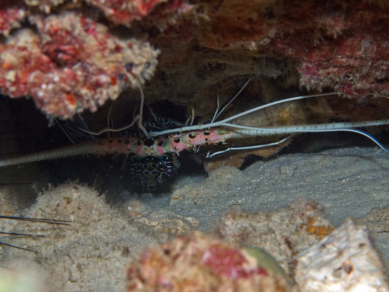 Lobster, House Reef